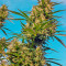Crimea Blue (Barney's Farm)