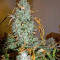Critical Jack Autoflowering Seeds