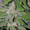 Graines de cannabis Deep Purple Haze Auto (Sumo Seeds)