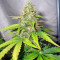 Buddha Deimos Auto feminized seeds