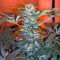 Durga Mata (Paradise Seeds)