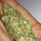 Honey Rock Seeds