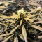 Semillas feminizadas Lemon Kush (Female Seeds)