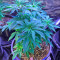 Graines de cannabis Original Amnesia (Dinafem Seeds)