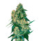 Graines de cannabis Chingis Khan (VIP seeds)