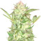 Goji Haze Seeds