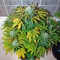 Baby Boom Auto Seeds