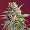 San Fernando Lemon Kush Seeds