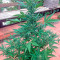 Graines de cannabis 00 Hashchis (00 Cheese)