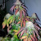 Amnesia Kush Seeds