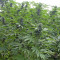 Biddy Early regular (Serious Seeds)