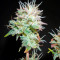 Semillas feminizadas Bubba Kush 2.0 (Humboldt Seeds Organization)