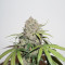 CBD Charlotte’s Angel strain