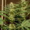 Semillas feminizadas Critical Sensi Star (Delicious Seeds)