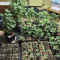 Choco Bud (Vision Seeds)