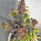 Crystal METH Auto Seeds