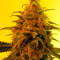 Semi femminizzati Fruity Chronic Juice