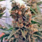 Graines de cannabis Green Poison (Sweet Seeds)