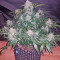 King’s Kush Auto Seeds