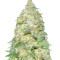 Auto Super Extra Skunk Seeds
