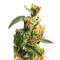 Diesel Glue (BCN Diesel) (Kannabia Seeds)