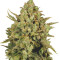 CBD-enriched Warlock feminized seeds
