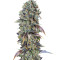 Chocolate Cream feminized seeds