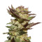 Durga Mata (Paradise Seeds)