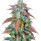 Semi femminizzati di Lemon Kush Headband