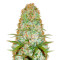 Red Russian XXL feminized seeds
