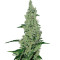 Y Griega (Medical Seeds)