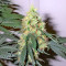 Graines de cannabis BCN Diesel Max Auto (Kannabia Seeds)