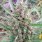 Auto Chocolate Skunk feminized seeds