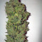Auto New York City (Pyramid Seeds)