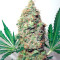 Brainstorm cannabis strain