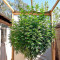 Chemdawg Seeds (Humboldt Seeds Organization)