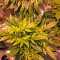 Critical Kush (Dinafem Seeds)