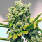 Damn Sour Seeds