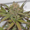 G14 Auto Seeds