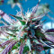 Kilimanjaro Seeds