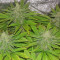 Graines de cannabis Medical 49 CBD+ (Vision Seeds)