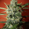 Northern Express Auto Seeds