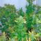 Semi femminizzati Pure Power Plant (Nirvana Seeds)