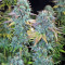 Serious Happiness regular (Serious Seeds)