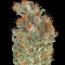 Serious Kush (Serious Seeds)