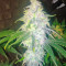 Graines de cannabis Sour Diesel #2 (Humboldt Seeds Organization)