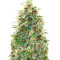 Auto 00 Hashchis (Auto 00 Cheese) Seeds