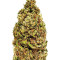 Cannatonic Seeds