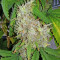 California Dream Seeds