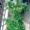 Biddy Early regular (Serious Seeds)